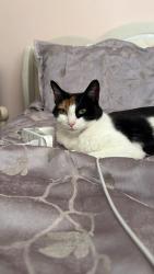 Reunited Female Cat last seen Pennsylvania & 253rd, Lomita, CA 90717