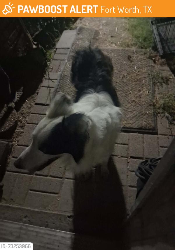 Found/Stray Male Dog last seen Little fox lane, Fort Worth, TX 76108