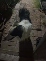 Found/Stray Male Dog last seen Little fox lane, Fort Worth, TX 76108