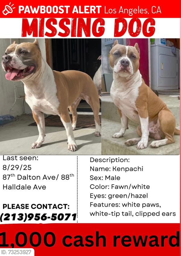 Lost Male Dog last seen Manchester ave and western, Los Angeles, CA 90047