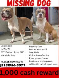Lost Male Dog last seen Manchester ave and western, Los Angeles, CA 90047