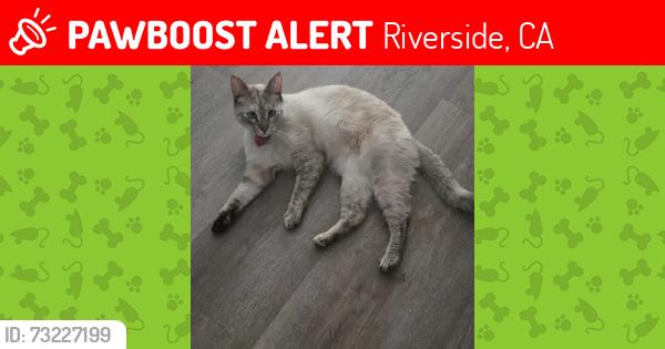 Lost Female Cat last seen Haverford Ave Riverside, Riverside, CA 92507