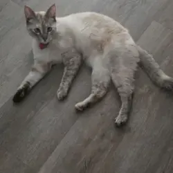 Lost Female Cat last seen Haverford Ave Riverside, Riverside, CA 92507