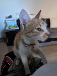 Reunited Female Cat last seen Palmerston Road, Greater London, England HA3 7RW