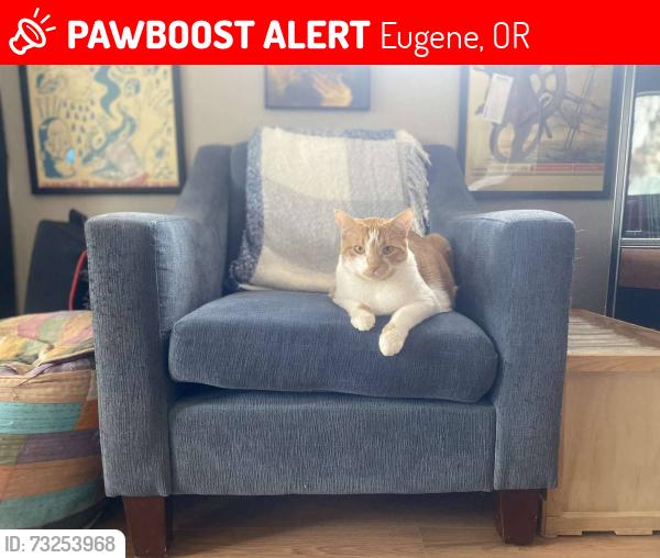 Lost Male Cat last seen Goodpasture Island Road, Eugene, OR 97401