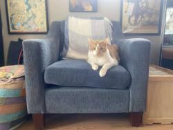 Lost Male Cat last seen Goodpasture Island Road, Eugene, OR 97401