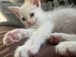 Lost Unknown Cat last seen Near 1/2 MANZANITA ST LOS ANGELES CA 90029, Los Angeles, CA 90029
