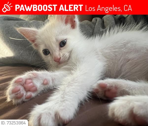 Lost Unknown Cat last seen Near 1/2 MANZANITA ST LOS ANGELES CA 90029, Los Angeles, CA 90029