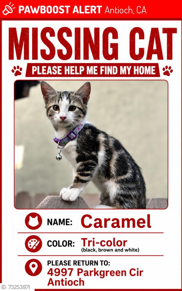Lost Female Cat last seen Near Parkgreen Cir antioch Ca 94531/ kNoll park, Antioch, CA 94531