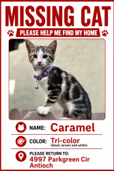 Lost Female Cat last seen Near Parkgreen Cir antioch Ca 94531/ kNoll park, Antioch, CA 94531