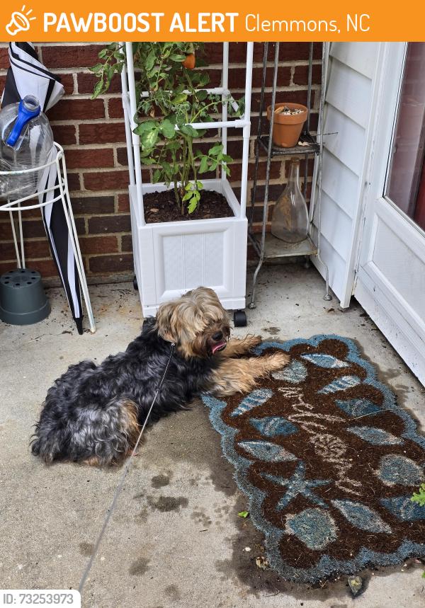 Found/Stray Male Dog last seen Styers Ferry Rd before the big curve, Clemmons, NC 27012