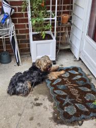 Found/Stray Male Dog last seen Styers Ferry Rd before the big curve, Clemmons, NC 27012