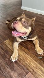 Reunited Female Dog last seen Kirkwood / Alief Community Park, Houston, TX 77072