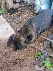 Lost Female Dog last seen Big Springs Rd, Maryville, Maryville, TN 37801