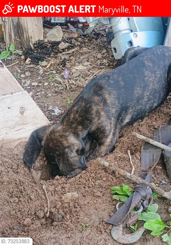Lost Female Dog last seen Big Springs Rd, Maryville, Maryville, TN 37801