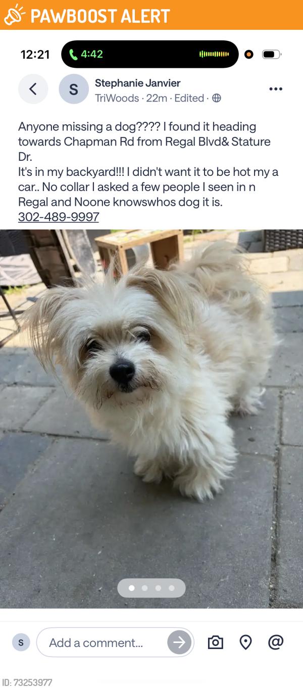 Found/Stray Female Dog last seen Regal Blvd & Chapman Rd, New Castle County, DE 19713