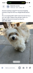 Found/Stray Female Dog last seen Regal Blvd & Chapman Rd, New Castle County, DE 19713