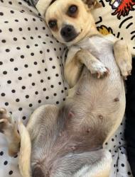 Lost Female Dog last seen Bear meadow, San Antonio, TX 78222