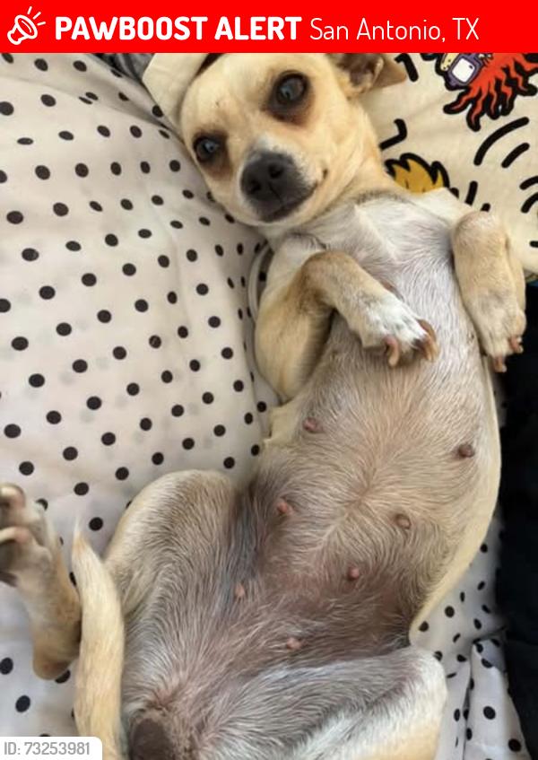 Lost Female Dog last seen Bear meadow, San Antonio, TX 78222