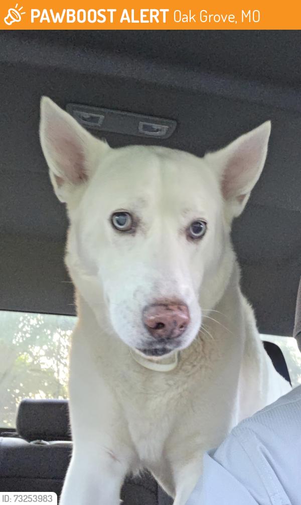 Found/Stray Unknown Dog last seen Near South Stillhouse Road, Oak Grove, MO 64075
