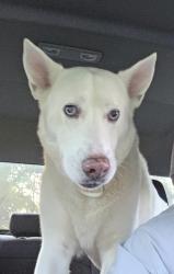 Found/Stray Unknown Dog last seen Near South Stillhouse Road, Oak Grove, MO 64075