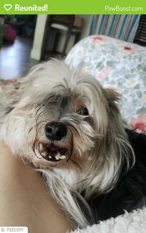 Reunited Male Dog last seen 10th Ave and Congress, Palm Springs, FL 33461