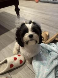 Lost Female Dog last seen St Michael high school, Baton Rouge, LA 70817