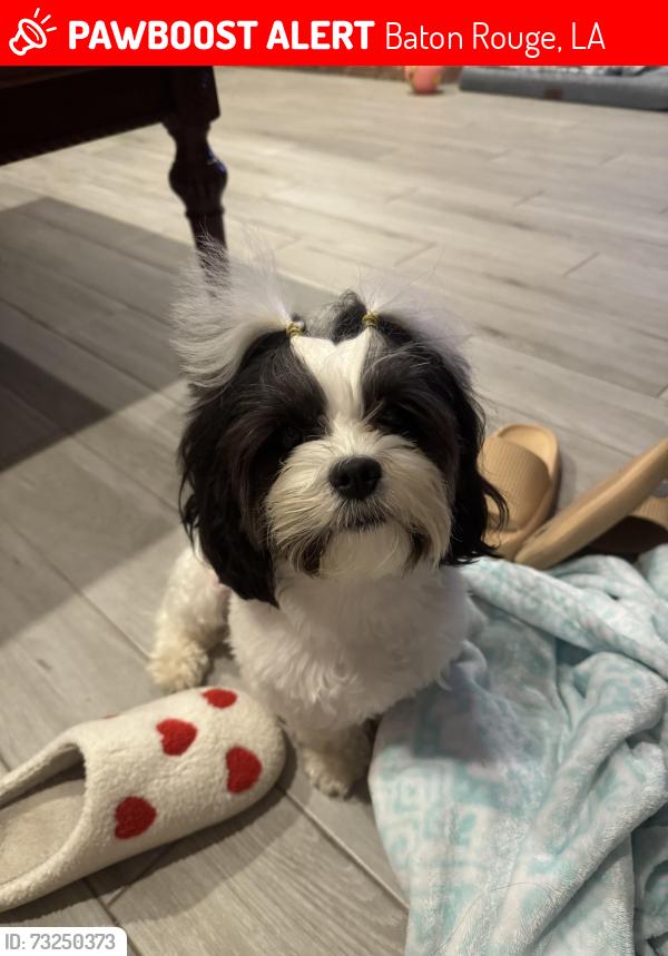 Lost Female Dog last seen St Michael high school, Baton Rouge, LA 70817