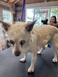 Reunited Male Dog last seen Flint and Guluzzo, San Jose, CA 95148