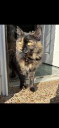 Lost Female Cat last seen yale road park, Bartlett, TN 38134