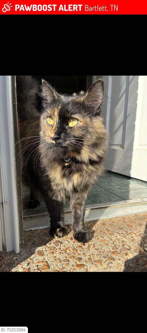 Lost Female Cat last seen yale road park, Bartlett, TN 38134
