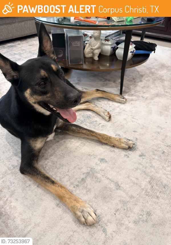 Found/Stray Male Dog last seen Wonderwoman and Krypton, Corpus Christi, TX 78414