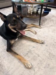 Found/Stray Male Dog last seen Wonderwoman and Krypton, Corpus Christi, TX 78414