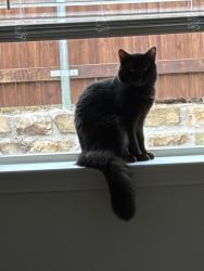 Lost Male Cat last seen Las Alametos and Delta Rd, Waxahachie, TX 75165