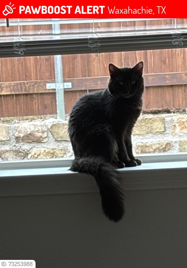 Lost Male Cat last seen Las Alametos and Delta Rd, Waxahachie, TX 75165