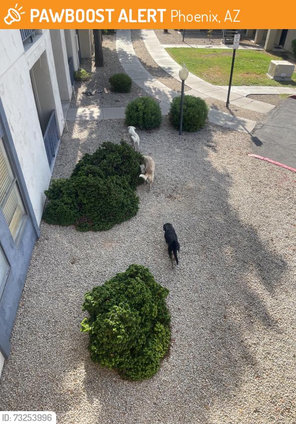 Found/Stray Unknown Dog last seen Monaco 31 apmts, Phoenix, AZ 85027