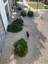 Found/Stray Unknown Dog last seen Monaco 31 apmts, Phoenix, AZ 85027