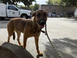 Shelter Stray Female Dog last seen LAND PARK DR & 14TH ST, 2127 Front St, Sacramento, CA 95818, USA