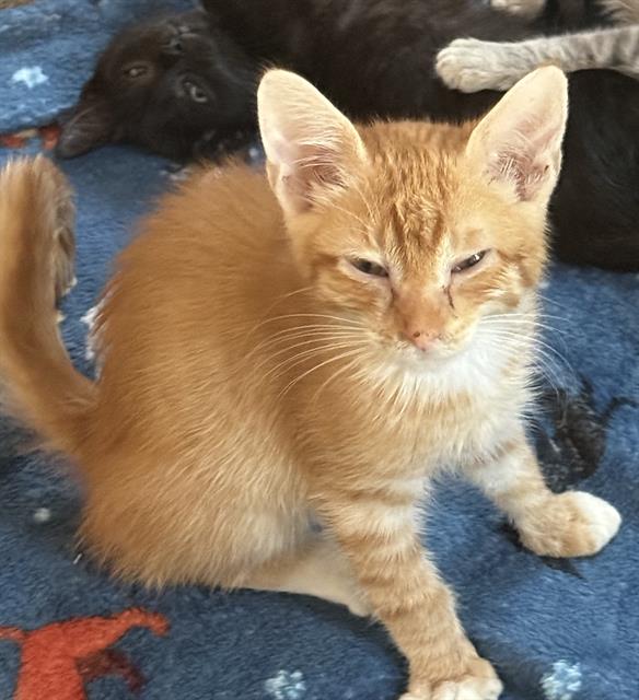 Shelter Stray Male Cat last seen FREEPORT BLVD & MEADOWVIEW RD, 2127 Front St, Sacramento, CA 95818, USA