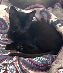 Shelter Stray Male Cat last seen FREEPORT BLVD & MEADOWVIEW RD, 2127 Front St, Sacramento, CA 95818, USA