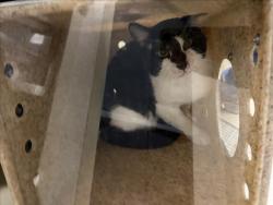 Shelter Stray Unknown Cat last seen , 1601 Eubanks Rd, Chapel Hill, NC 27516, USA
