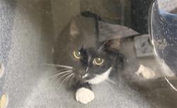 Shelter Stray Unknown Cat last seen , 1601 Eubanks Rd, Chapel Hill, NC 27516, USA