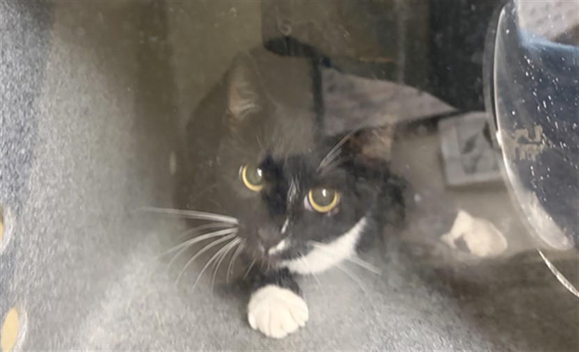 Shelter Stray Unknown Cat last seen , 1601 Eubanks Rd, Chapel Hill, NC 27516, USA