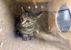 Shelter Stray Unknown Cat last seen , 1601 Eubanks Rd, Chapel Hill, NC 27516, USA