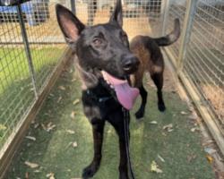 Shelter Stray Male Dog last seen , 14409 Vanowen St, Van Nuys, CA 91405, USA