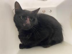 Shelter Stray Unknown Cat last seen Near BLOCK N 29TH ST, 3839 W Burnham St, West Milwaukee, WI 53215, USA