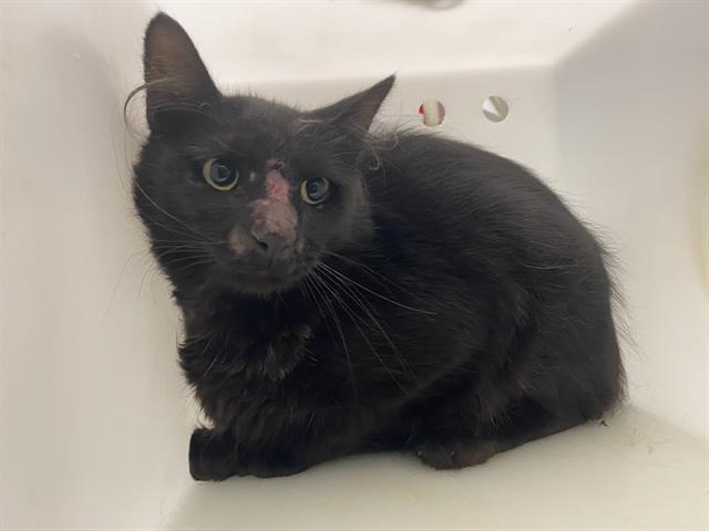 Shelter Stray Unknown Cat last seen Near BLOCK N 29TH ST, 3839 W Burnham St, West Milwaukee, WI 53215, USA