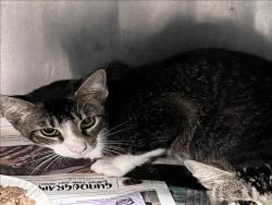 Shelter Stray Male Cat last seen , 1850 W 60th St, Los Angeles, CA 90047, USA