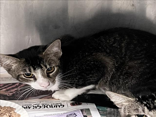 Shelter Stray Male Cat last seen , 1850 W 60th St, Los Angeles, CA 90047, USA