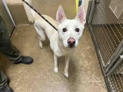 Shelter Stray Male Dog last seen LOS COCHES, 5821 Sweetwater Rd, Bonita, CA 91902, USA